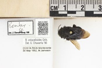 Media type: image;   Entomology 798971 Aspect: labels